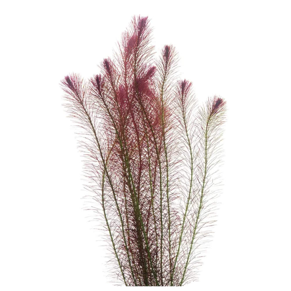 Rotala Wallichii Rotala-Wallichii