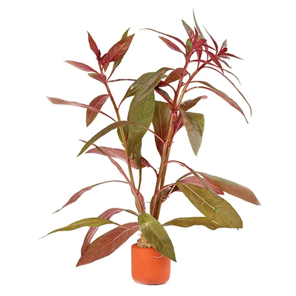 Scarlet Ludwigia Terracotta 3cm Pots Live Aquarium Plant Roxy