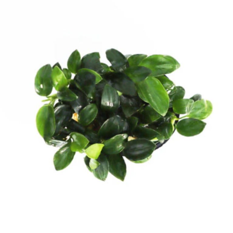 anubias-nana-petite