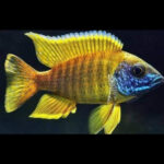 Benga Sunshine Peacock Cichlid