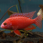 Dragon Blood Peacock Cichlid
