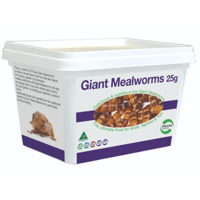 Giant-Meal-worms
