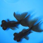 Black Butterfly Tail Goldfish