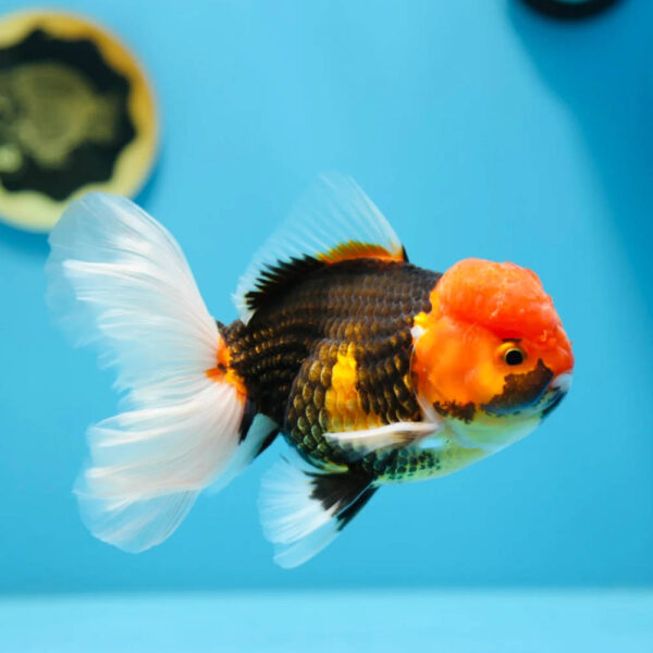 Tricolor Panda Oranda