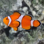 clownfish-orange-and-white