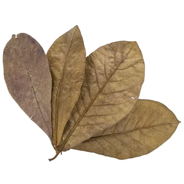 almond-leaf