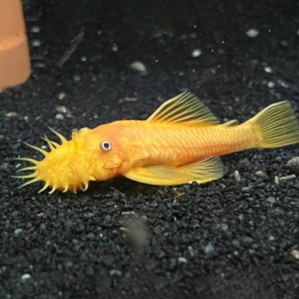 Lemon Blue Eye Bristlenose