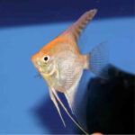 Gold Diamond Angelfish