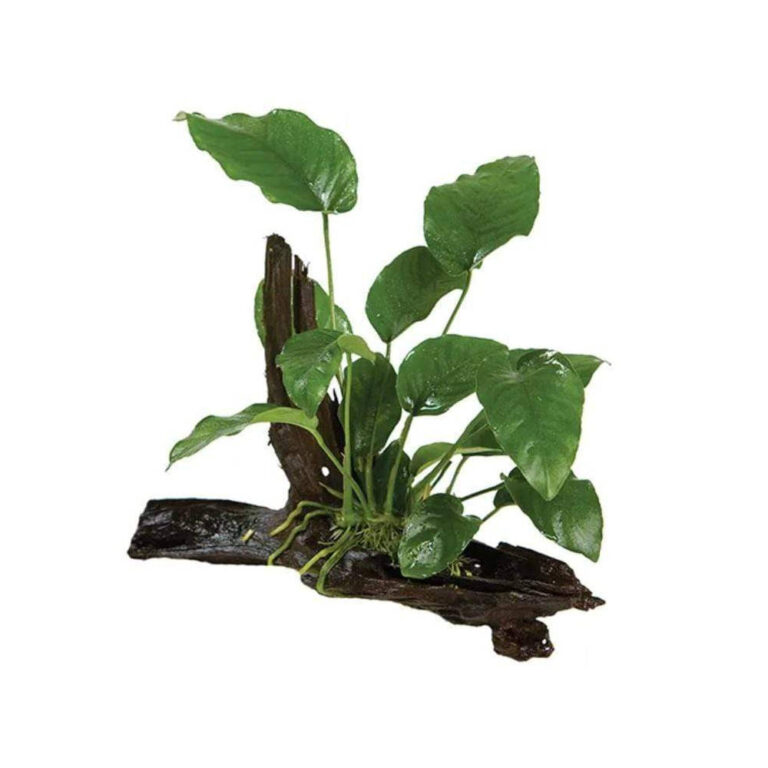 driftwood-anubias