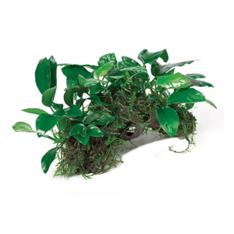 nano-rainforest-garden