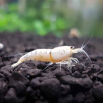 Snow White Shrimp