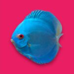 Blue Diamond Discus 5cm