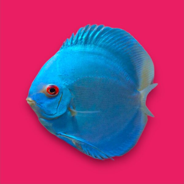 Blue Diamond Discus