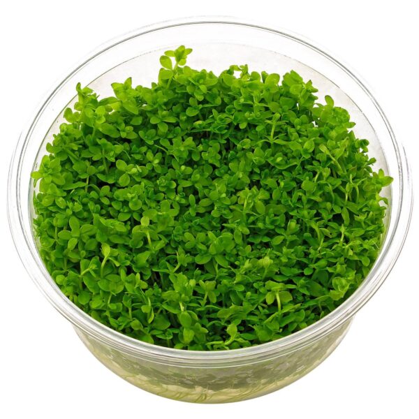 Hemianthus-Monte- Carlo- Tissue-Culture