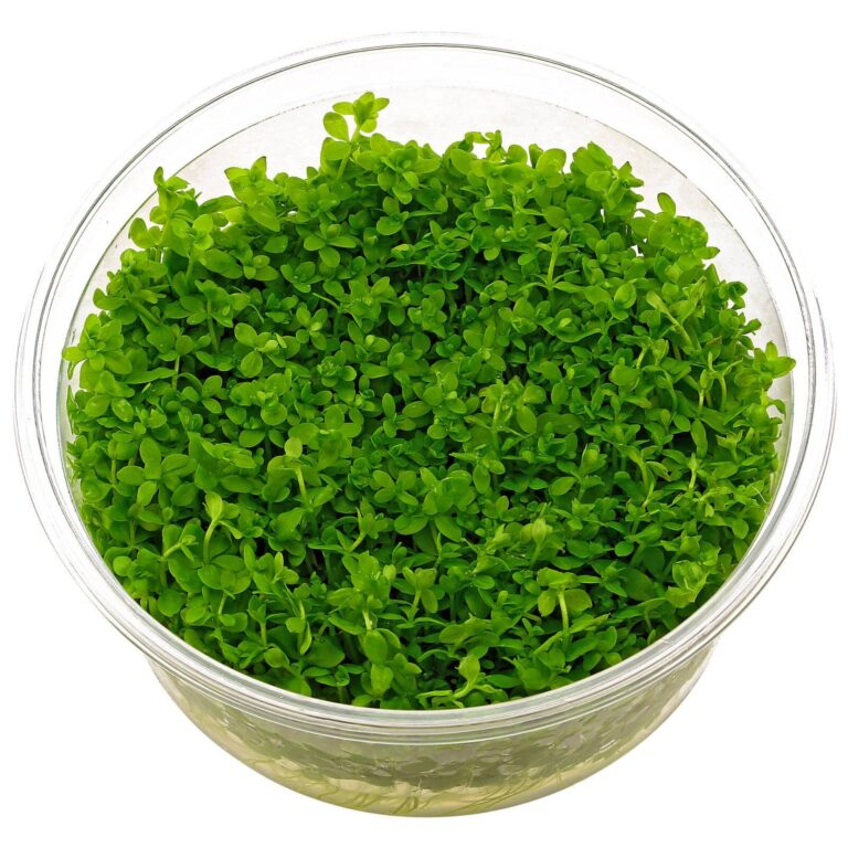 Hemianthus-Monte- Carlo- Tissue-Culture