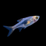 Purple Harlequin Rasbora 2-3cm