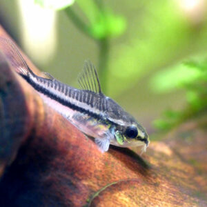 Pygmy Corydoras Available - Roxy Aquarium