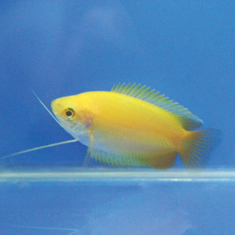 yellow-honey-gourami