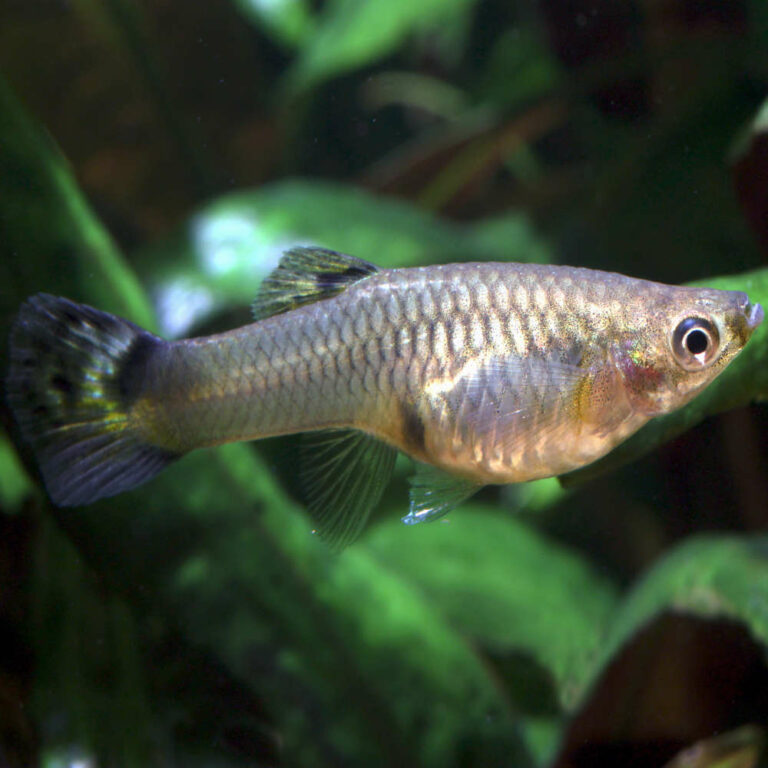 feeder-fish