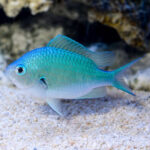 Chromis Blue/Green