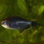 Black Emperor Tetra