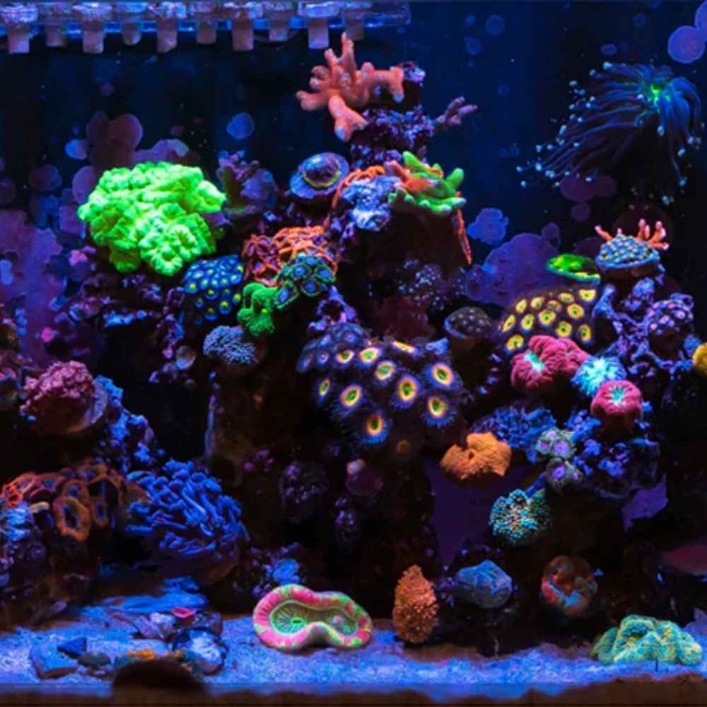 Image showcasing Assorted Corals - Roxy Aquarium