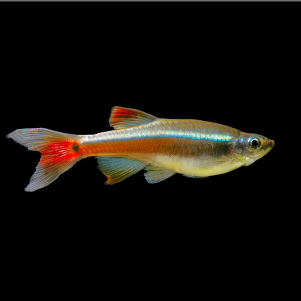 White Cloud Minnow