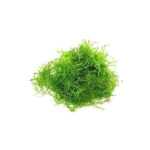 java-moss