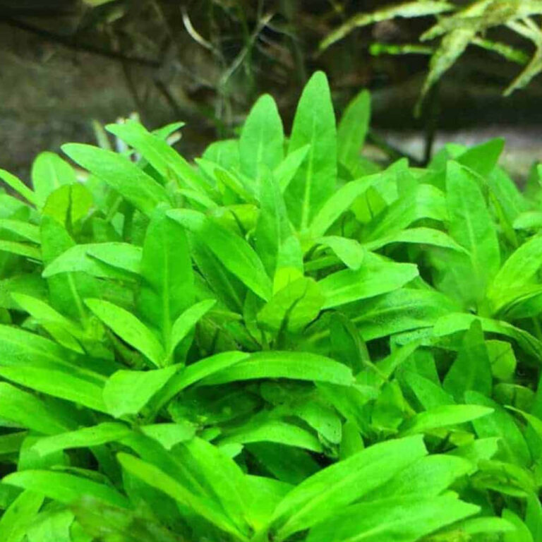 staurogyne-repens