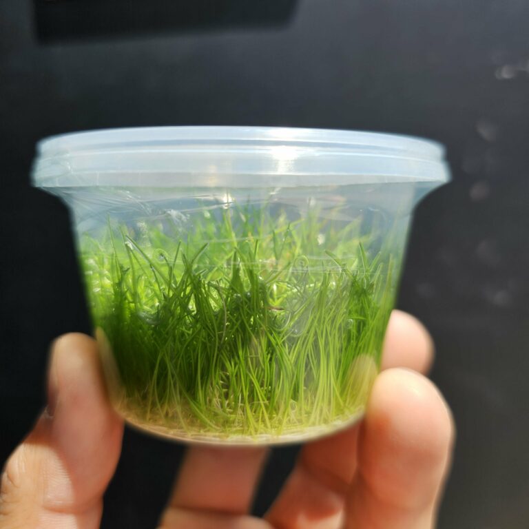 eleocharis-belem-tissue-culture