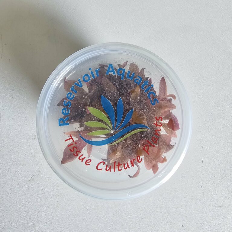 Alternanthera-Reineckii-Mini