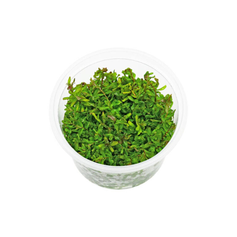 TC-rotala-macrandra-green