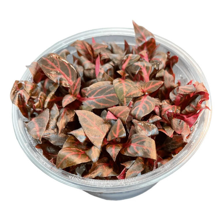 alternanthera-rosanervig-tissue-culture