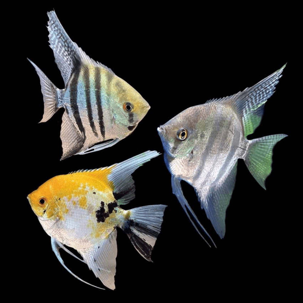 Angelfish Natural Color Enhancement: Ultimate Guide for Vibrant Hues