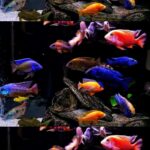 Assorted Peacock Cichlids