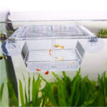 Aqua Hatchery Breeding Box