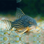 Sterbai Corydora Catfish