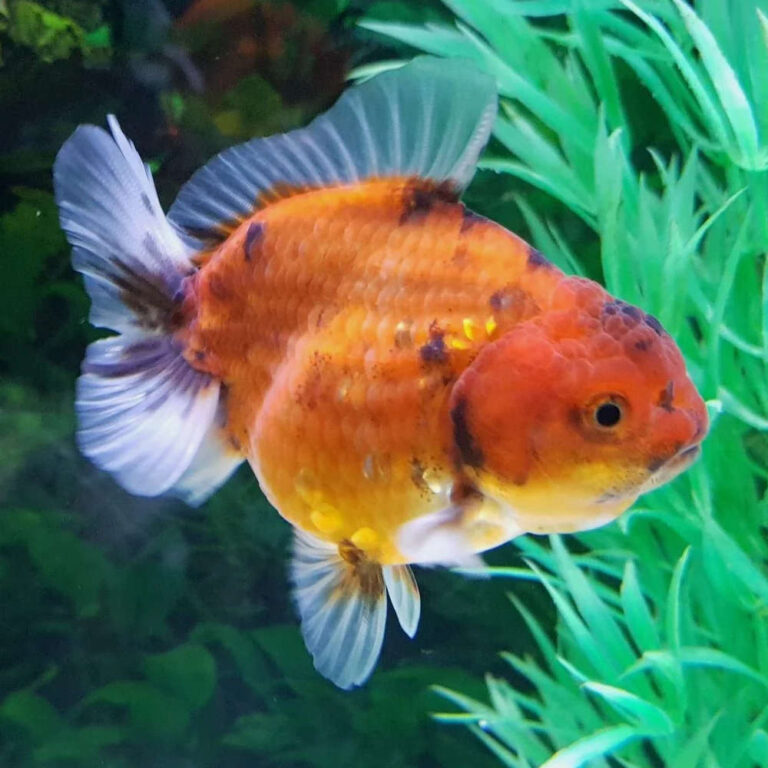 oranda-short-tail