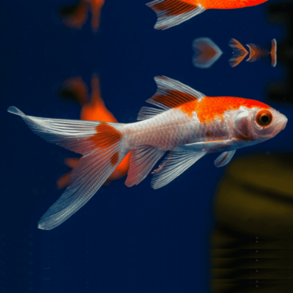 Comet Red and White