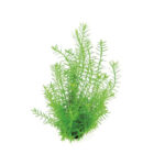 rotala-sp-green