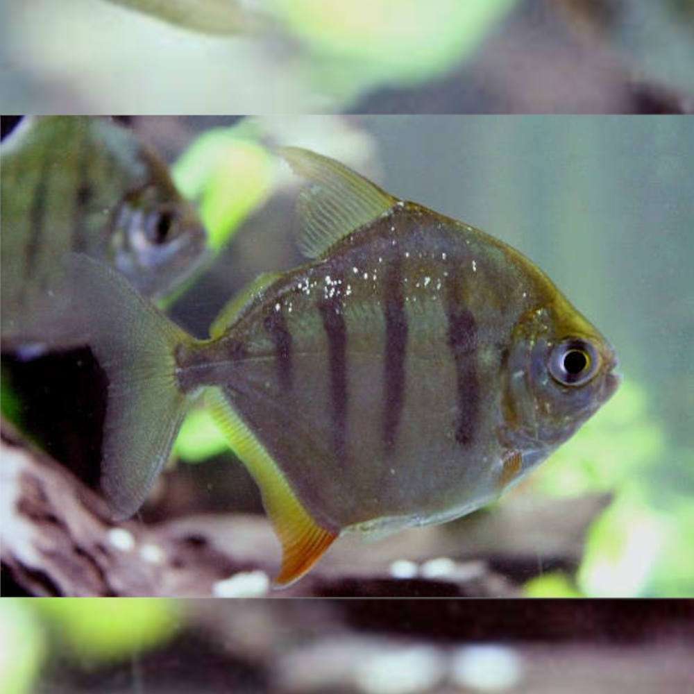 sexing silver dollar fish How To Identifying Male & Female Silver Dollar Fish
