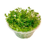 TC-rotala-sp-green