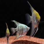 Assorted Diamond Angelfish
