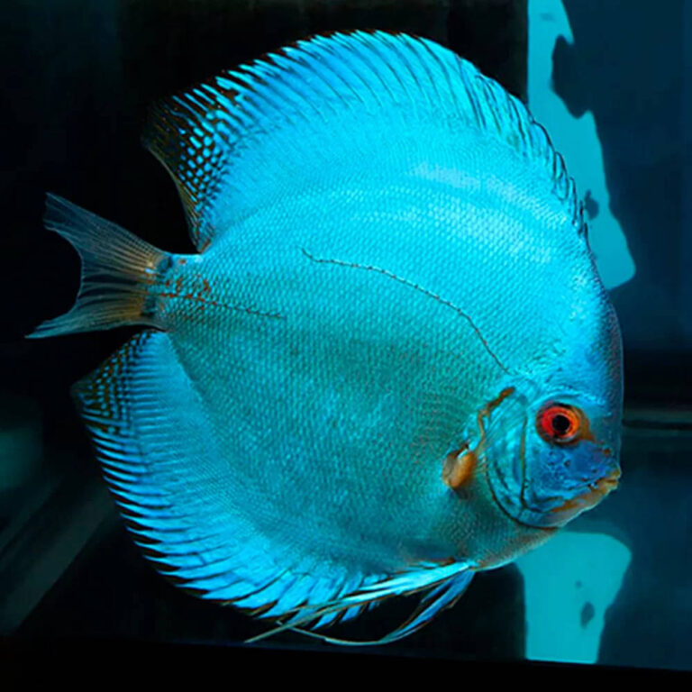 Cobalt Blue Discus 14cm - Roxy Aquarium
