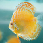 F2 Wild Yellow Alenquer Discus