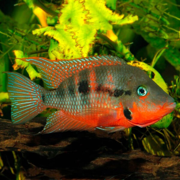 Firemouth Cichlid