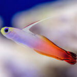Goby - Fire Dartfish