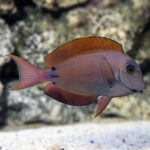 Lavender Tang