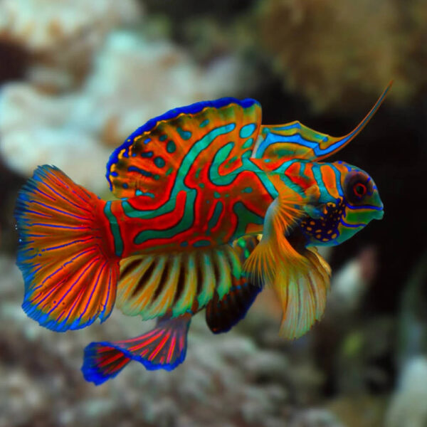 Mandarin Fish