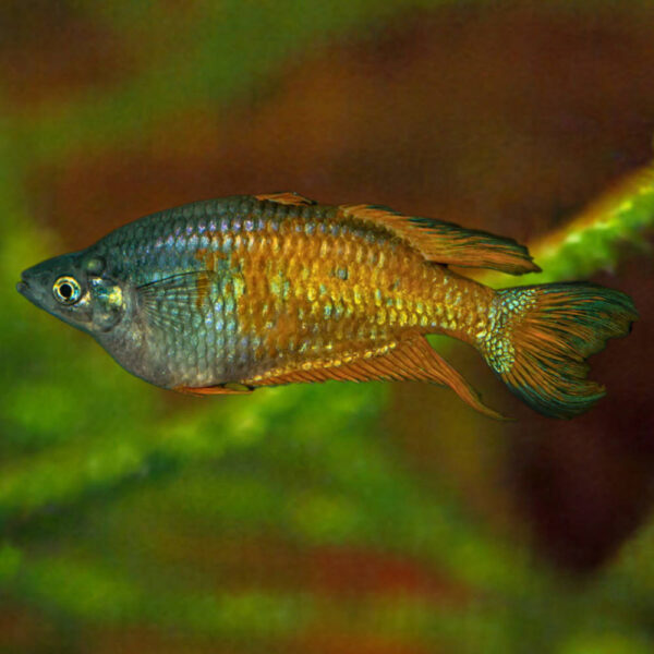 Parkinsoni Rainbow Orange